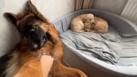 How a dog mother teaches her puppies to leave her in peace and stop drink milk