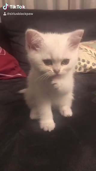 I’m just a cat. So adorable cat.