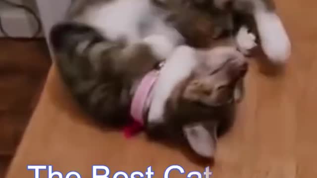 Best Funny Cat Videos | Funniest Cats | Funny Animal Videos | Best Services | #shorts #shor