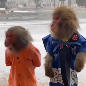 Various instances of pets being petted by residents No. 2