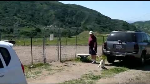 Corgi Toby Herding 1