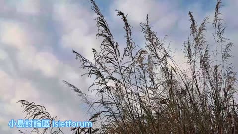 芒草，平反中見不平凡 miscanthus