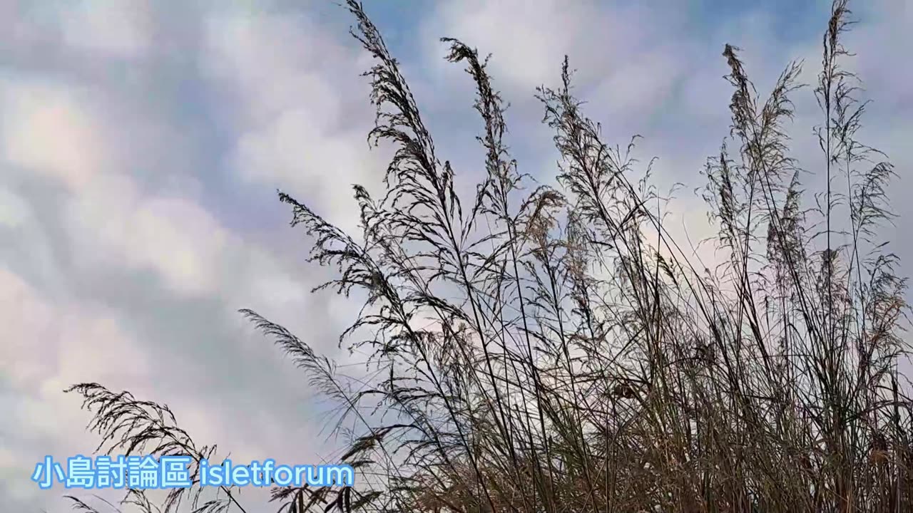 芒草，平反中見不平凡 miscanthus