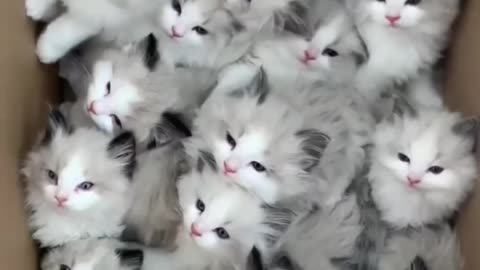 Cute Cats video