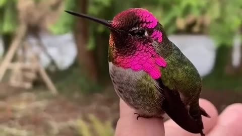 Amazing and beautiful birds video| nice beautiful natures garden video