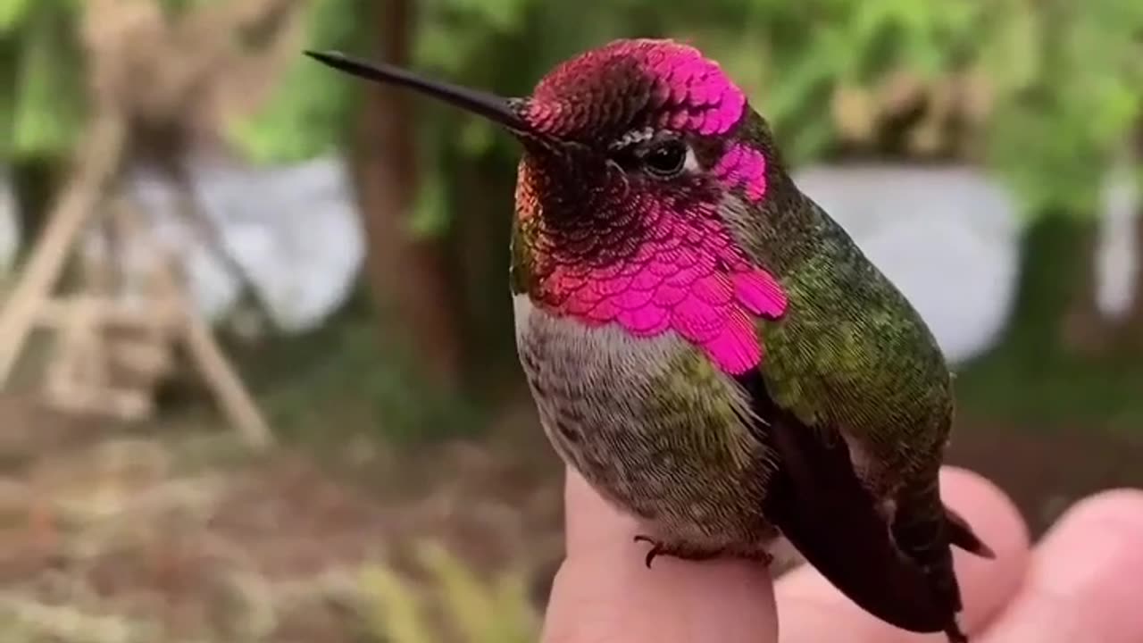Amazing and beautiful birds video| nice beautiful natures garden video