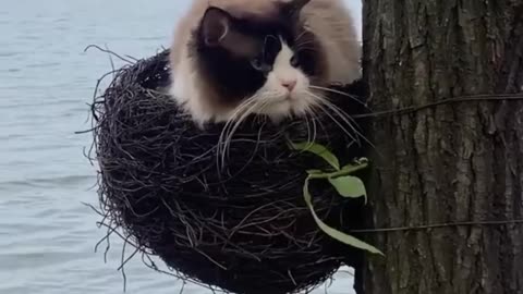 Funny cats // funniest