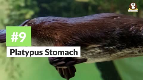 What Is A Platypus? 10 Facts about the Platypus!