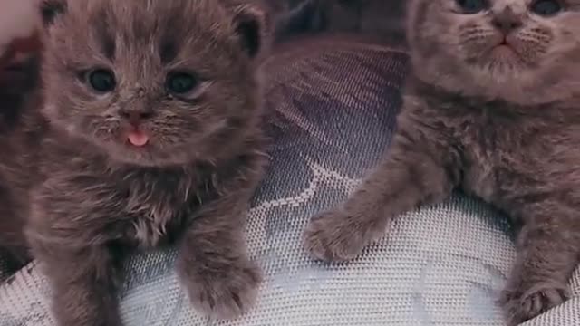 OMG So Cute Cats ♥ Best Funny Cat ❤️🐈Videos 2021 #shorts