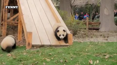 Funny Animal Videos - Cute Panda 01 Will Definitely Make You Laugh
