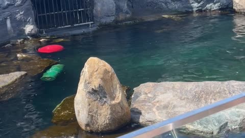 Sea lions