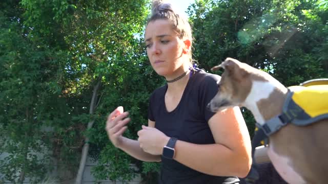 Teaching Dogs How To Swim