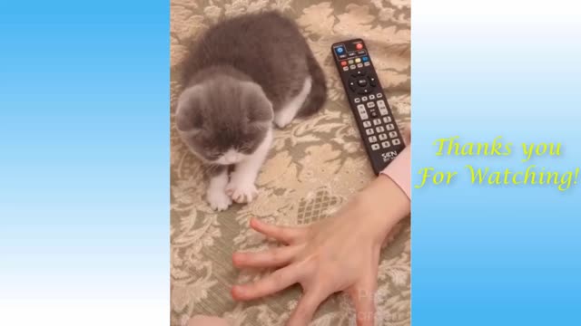 Cute, funny and adorable pets