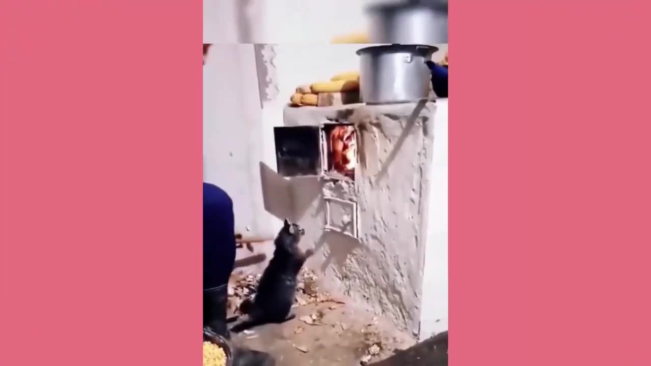 Funny pet video