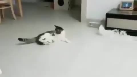 CATching a tail