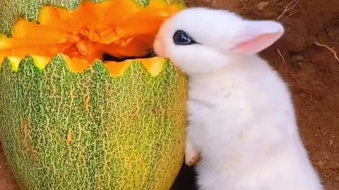 Beautiful Rabbit 🐰Eating Food🍊...