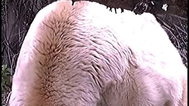 Are white bears rare? Because I rarely see it