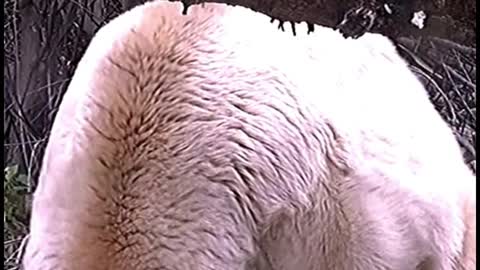 Are white bears rare? Because I rarely see it