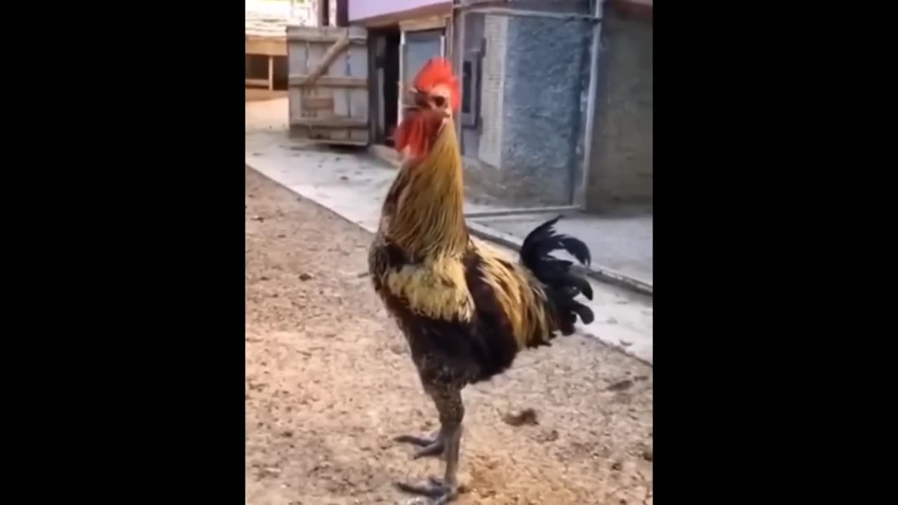 Funny Memes Compilations Part 1