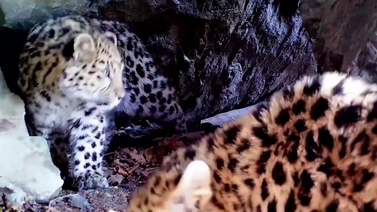 Amur leopard cam 😍😍😍