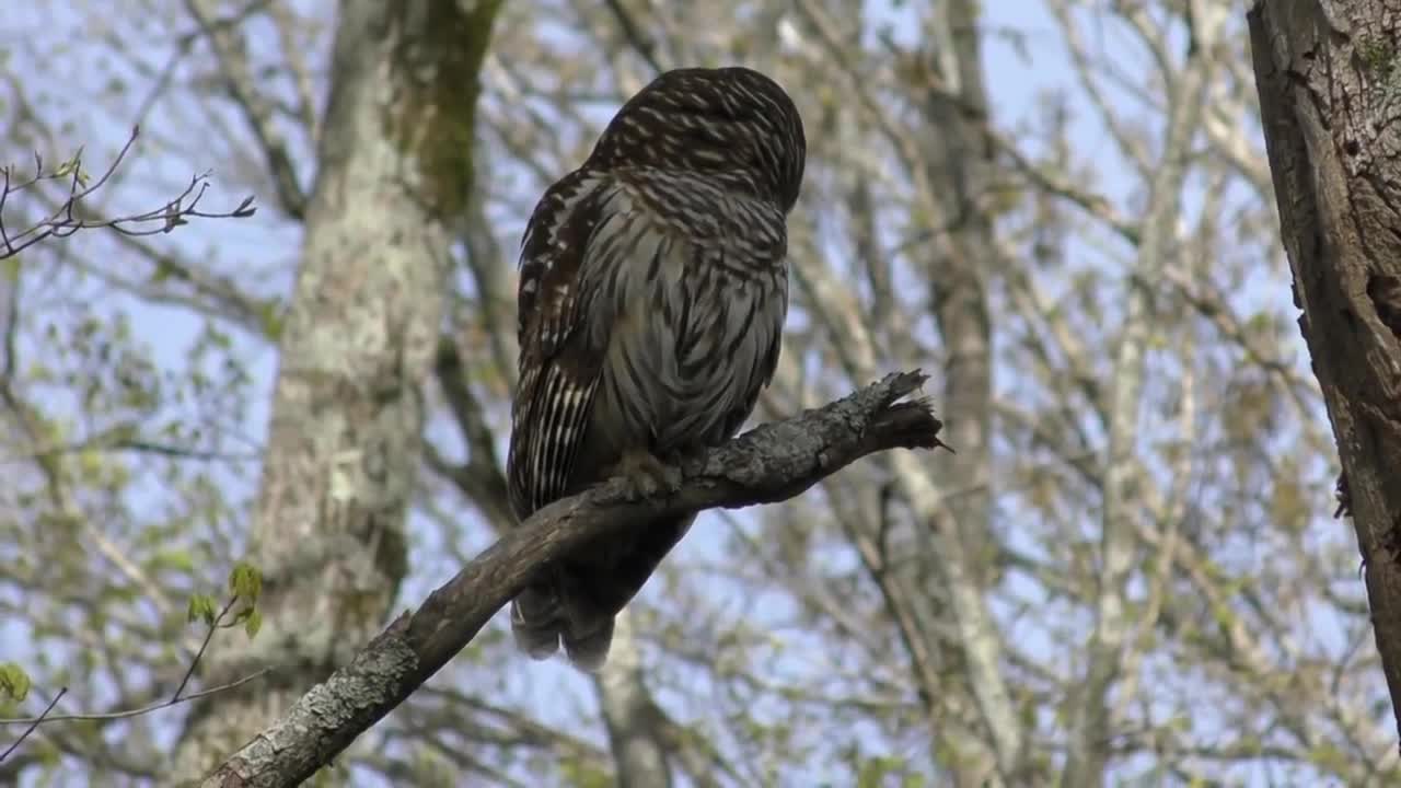 Barred Owl Hooting (HD)