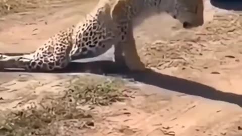 Wrecked Cheetah