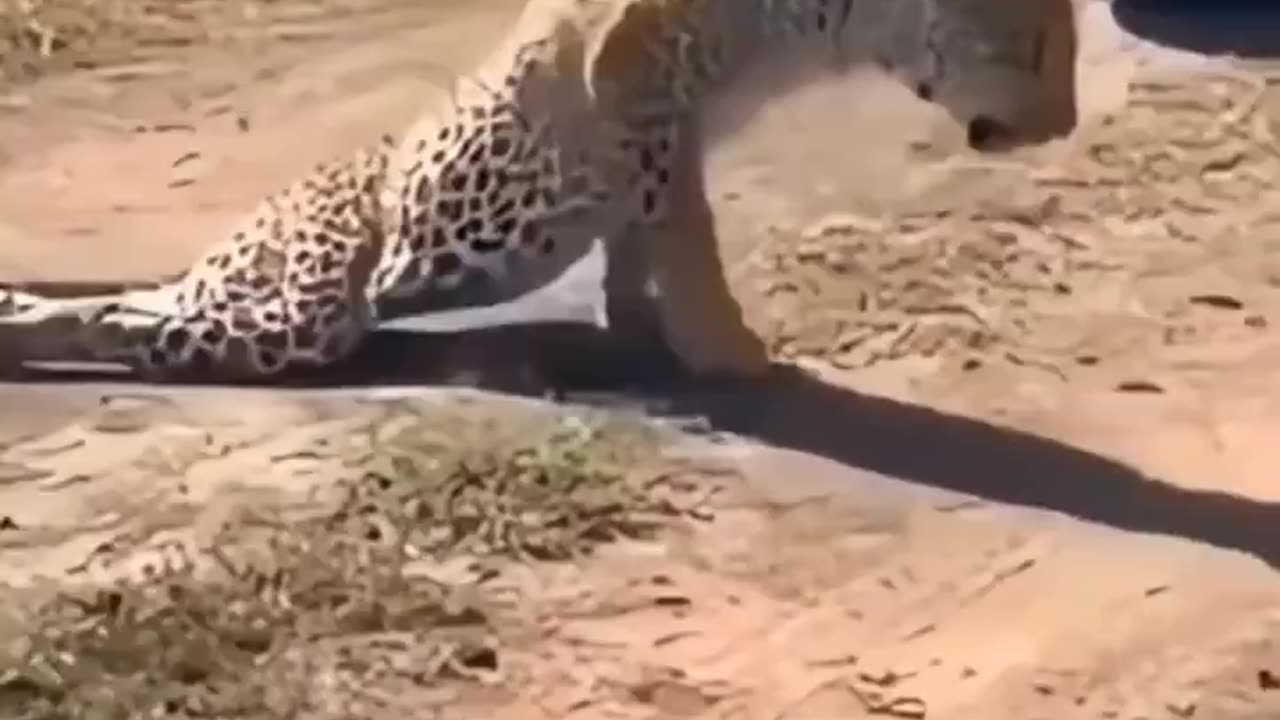 Wrecked Cheetah