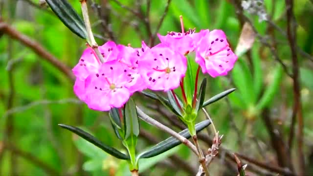 Bog Laurel