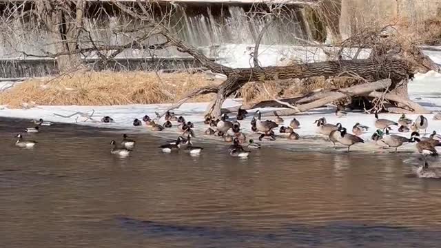 The Geese birds at the River.