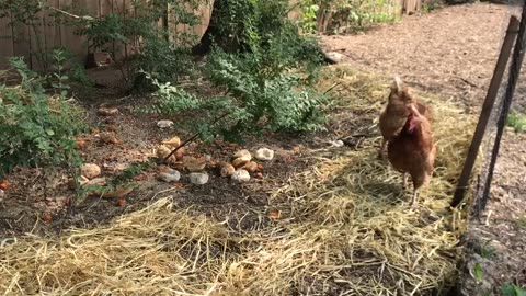 Chicken Yard Activity