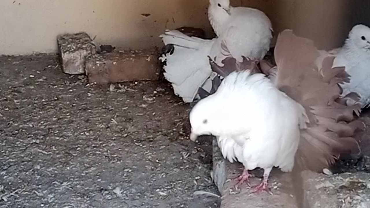 White beautiful pigeons