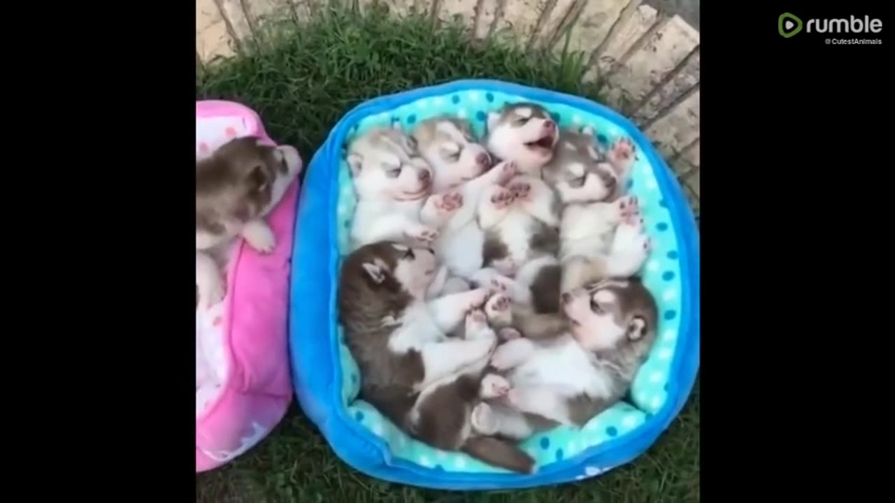 Animals funny video