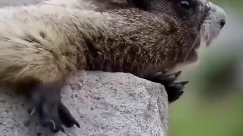 Smile to Start Like Animal