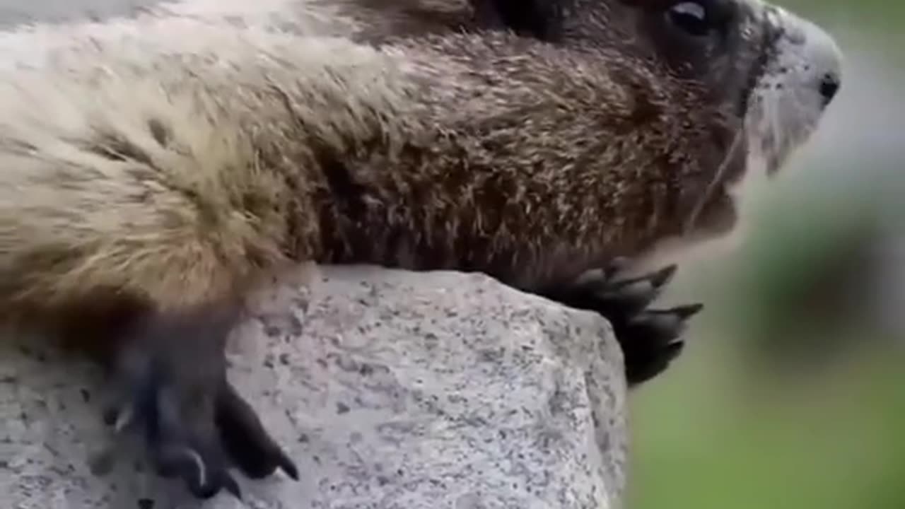 Smile to Start Like Animal