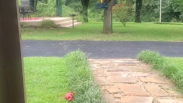 Dog Responds to Squirrel Spotting Call