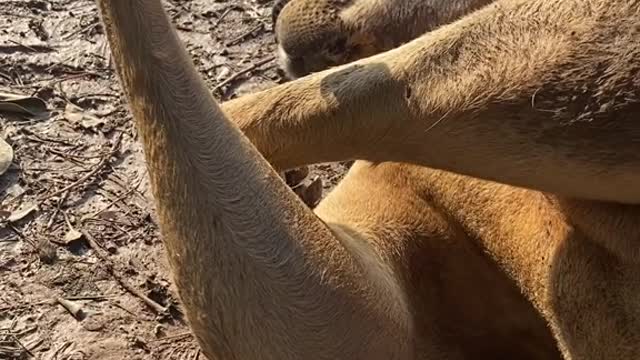The kangaroo