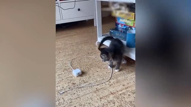 I'm laughing at this shit funny cat 🐈 video 🤣🤣🤣🤣