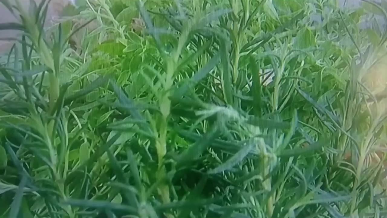 Vou te Contar,Parte 02. Claudete Troiano.
