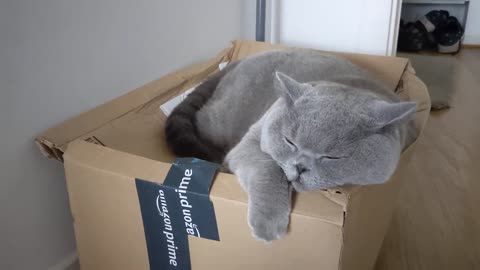 Best Funny Animal Videos Of The 2023 🤣 - Funniest Cats And Dogs Videos 😺😍