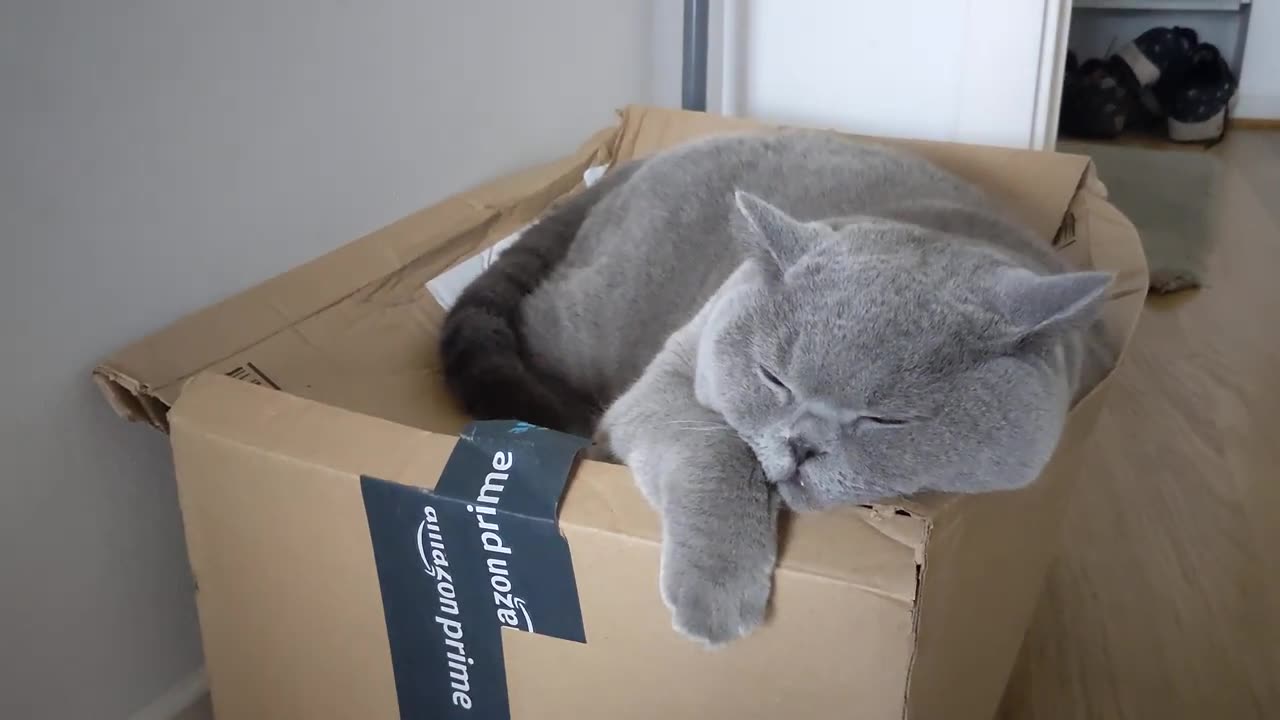 Best Funny Animal Videos Of The 2023 🤣 - Funniest Cats And Dogs Videos 😺😍