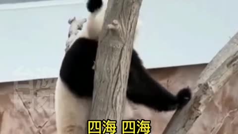 A giant panda living in Qatar has been summoned in Sichuan