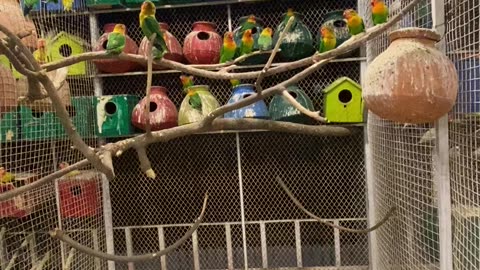 Green fisher lovebird colony