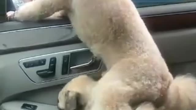 Two dogs went for a ride.