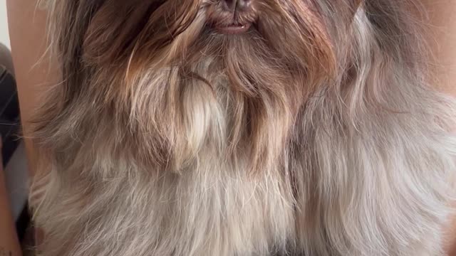 Brushing a Well-Mannered Shih Tzu