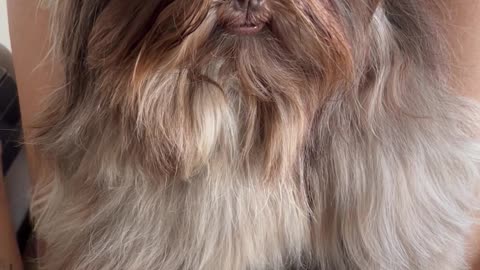 Brushing a Well-Mannered Shih Tzu