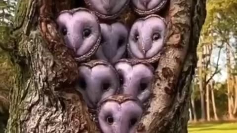 How many owls in the tree hole?