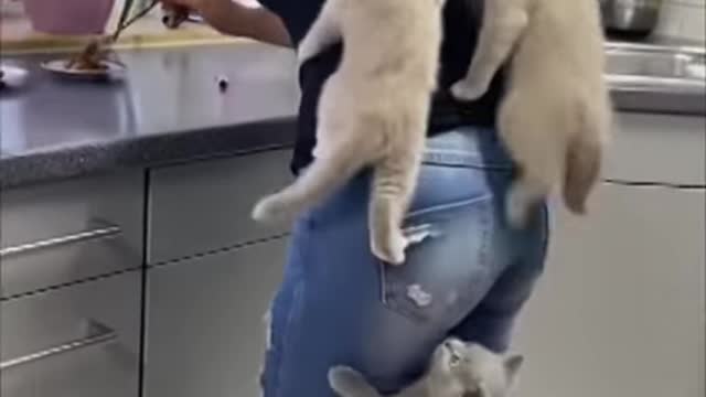 Kittens Climb Their Mom as They Couldn_t Wait for Food(05)