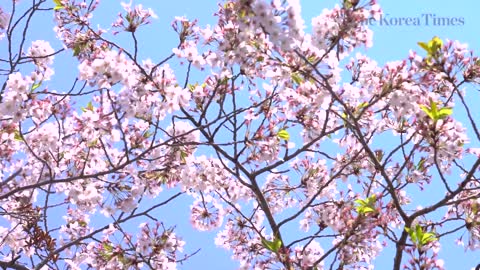 Korea's largest cherry blossom festival: Gunhangje in Jinhae