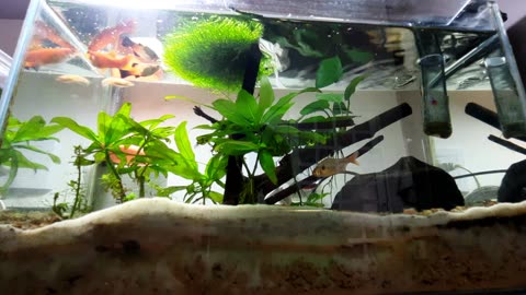 My Fischer (meu peixe 🐟)
