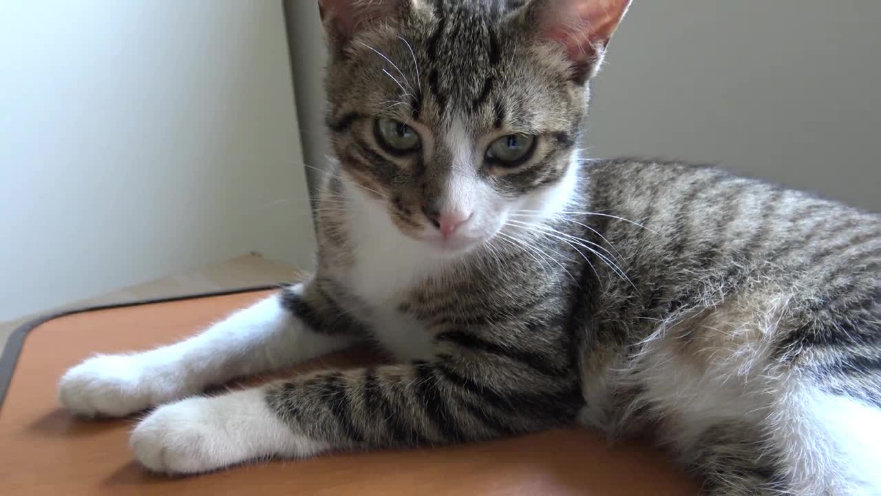 Little Cat Playing ASMR